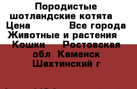 Породистые шотландские котята. › Цена ­ 5 000 - Все города Животные и растения » Кошки   . Ростовская обл.,Каменск-Шахтинский г.